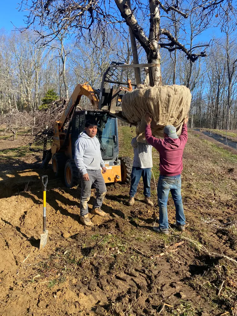 Tree Removal - JOHNATHAN'S LANDSCAPING CORP