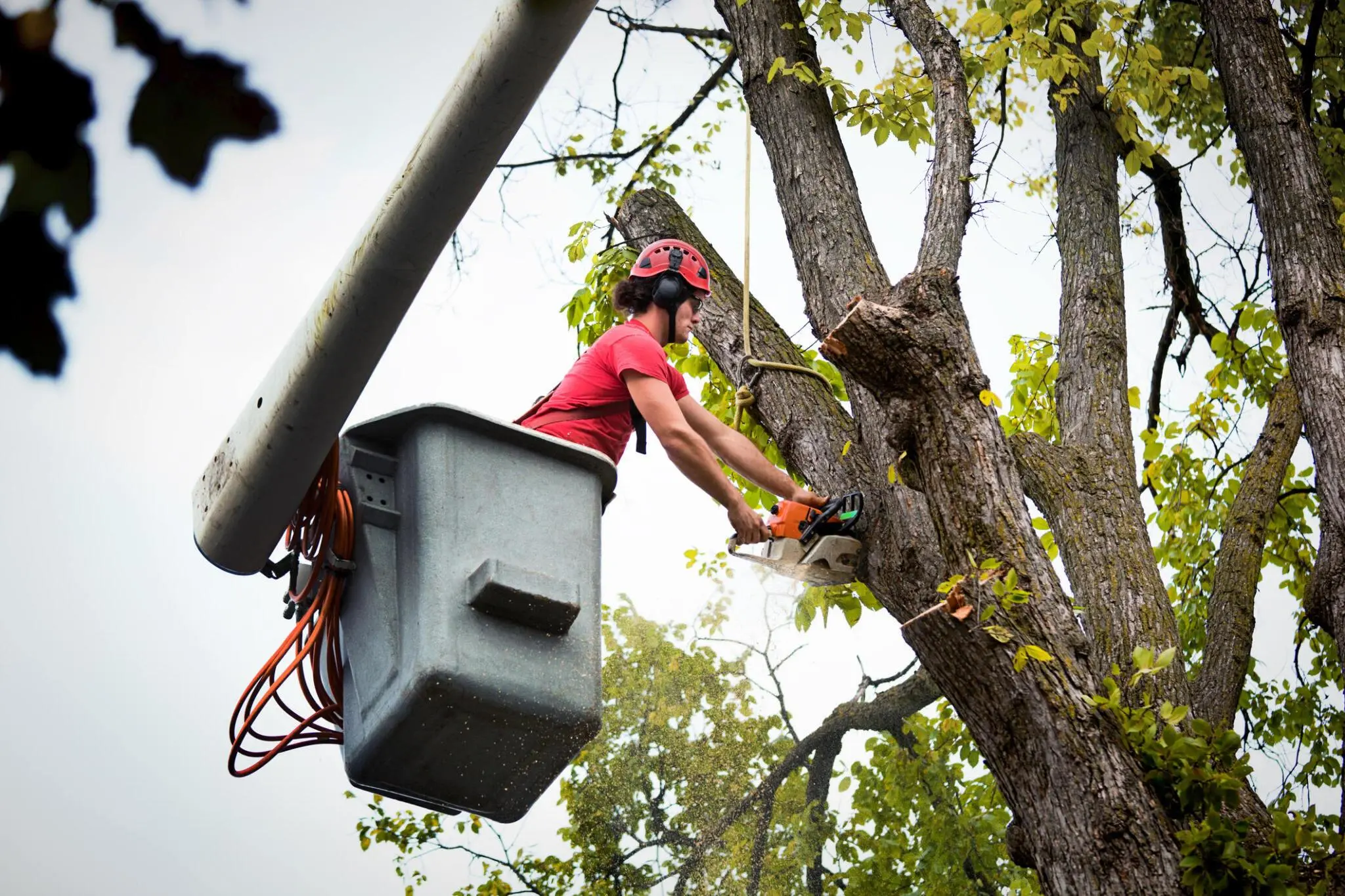 Tree Removal in Hampton Bays, NY- Johnathan Landscaping Corp.